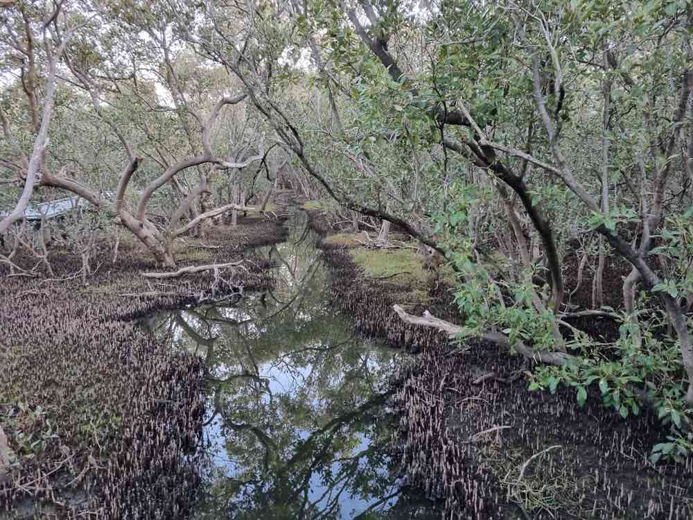 Tidal water and living mangroves at Badu Mangroves, Bicentennial Park